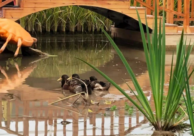 亚洲熟妇丰满大屁股熟妇