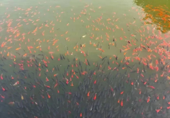 亚洲熟妇丰满大屁股熟妇